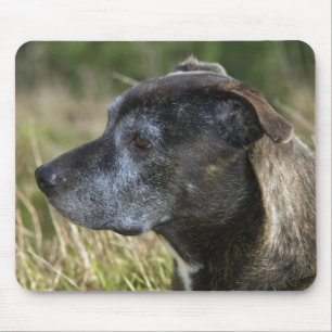 Amerikaanse Muismat Staffordshire Terrier