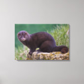 Amerikaanse nerts verpakt canvas (Voorkant)