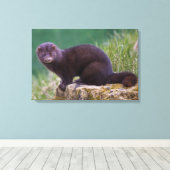 Amerikaanse nerts verpakt canvas afdruk (Insitu (Houten vloer))