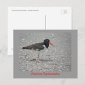 Amerikaanse Oystercatcher Briefkaart (Voorkant / Achterkant)
