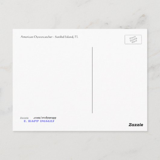 Amerikaanse Oystercatcher Briefkaart (Achterkant)