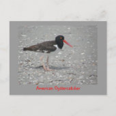 Amerikaanse Oystercatcher Briefkaart (Voorkant)