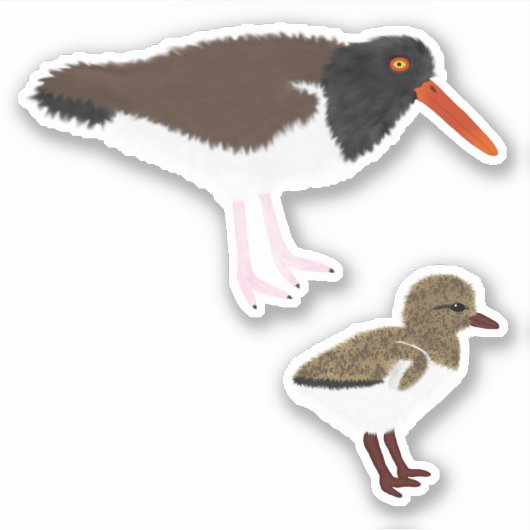 Amerikaanse Oystercatcher met Chick Sticker (Voorkant)