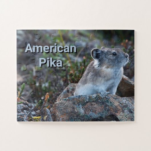 Amerikaanse pika verborgen in rotsen legpuzzel (Horizontaal)