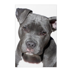 Pitbull Wanddecoratie En Kunst | Zazzle Nl