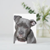 Amerikaanse Pit Bull Terrier Briefkaart (Staand voorkant)