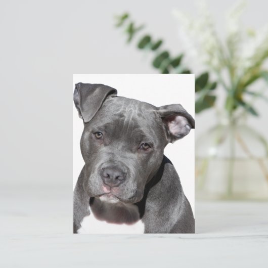 Amerikaanse Pit Bull Terrier Briefkaart (Staand voorkant)