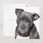 Amerikaanse Pit Bull Terrier Briefkaart (Voorkant / Achterkant)