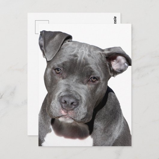 Amerikaanse Pit Bull Terrier Briefkaart (Voorkant / Achterkant)