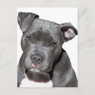 Amerikaanse Pit Bull Terrier Briefkaart