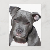 Amerikaanse Pit Bull Terrier Briefkaart (Voorkant)