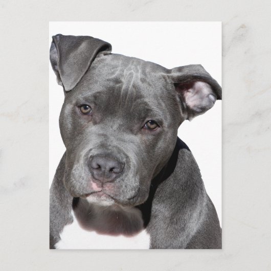 Amerikaanse Pit Bull Terrier Briefkaart (Voorkant)