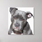 Amerikaanse Pit Bull Terrier Canvas Afdruk (Voorkant)