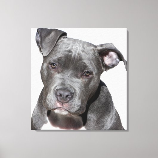 Amerikaanse Pit Bull Terrier Canvas Afdruk (Voorkant)
