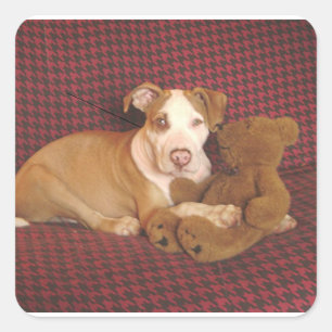 Amerikaanse Pit Bull Terrier Puppy Een Teddy Vierkante Sticker
