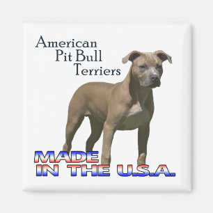 Amerikaanse Pit Bull Terriers : Square Magnet
