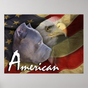 Amerikaanse Pitbull Terrier Dog, vlag, Bald Eagle Poster