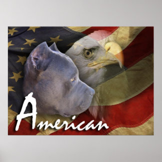 Amerikaanse Pitbull Terrier Dog, vlag, Bald Eagle Poster