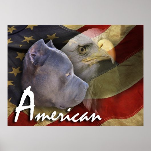 Amerikaanse Pitbull Terrier Dog, vlag, Bald Eagle Poster (Voorkant)