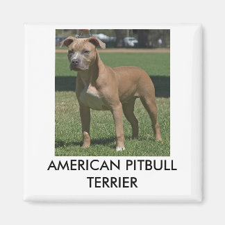 Amerikaanse Pitbull Terrier Magneet