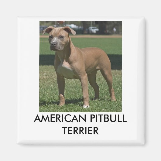 Amerikaanse Pitbull Terrier Magneet (Voorkant)