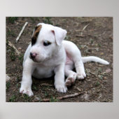 Amerikaanse PItbull Terrier Puppy Dog Poster (Voorkant)