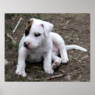 Amerikaanse PItbull Terrier Puppy Dog Poster
