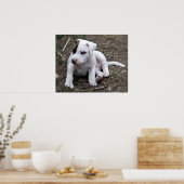Amerikaanse PItbull Terrier Puppy Dog Poster (Keuken)