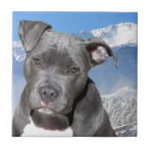 Amerikaanse Pitbull Terrier Puppy Dog Tegeltje (Voorkant)