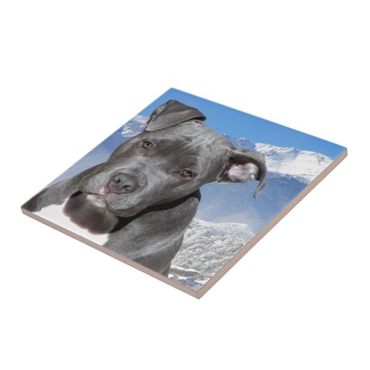 Amerikaanse Pitbull Terrier Puppy Dog Tegeltje (Zijkant)