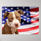 Amerikaanse Pitbullpuppy Poster (Voorkant)