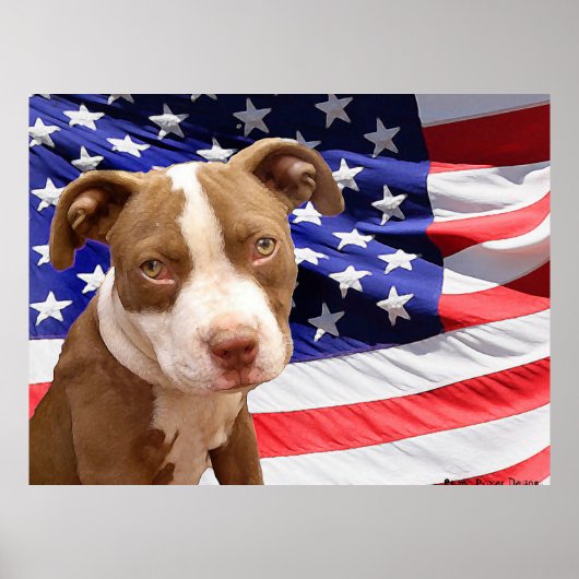 Amerikaanse Pitbullpuppy Poster (Voorkant)