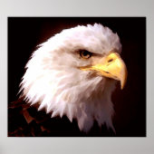Amerikaanse Poster Eagle Bald Eagle (Voorkant)
