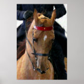 Amerikaanse Poster met saddlebred Horse Print (Voorkant)