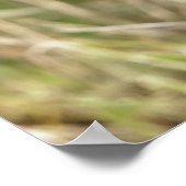 Amerikaanse Prints van Staffordshire Terrier (Hoek)