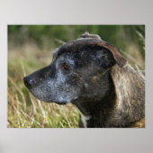 Amerikaanse Prints van Staffordshire Terrier (Voorkant)