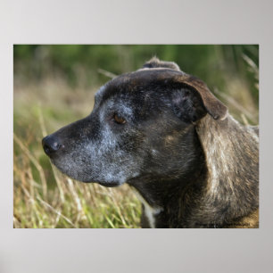 Amerikaanse Prints van Staffordshire Terrier