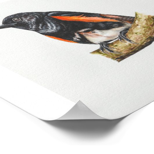 Amerikaanse Redstart Warbler Art Print (Hoek)