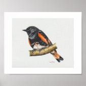 Amerikaanse Redstart Warbler Art Print (Voorkant)