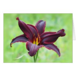 Amerikaanse Revolutie Daylily