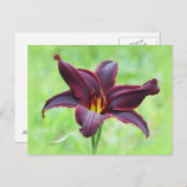 Amerikaanse Revolutie Daylily Briefkaart (Voorkant / Achterkant)