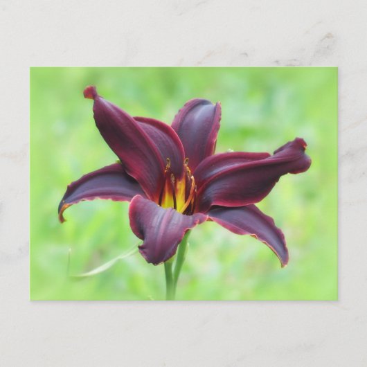 Amerikaanse Revolutie Daylily Briefkaart (Voorkant)