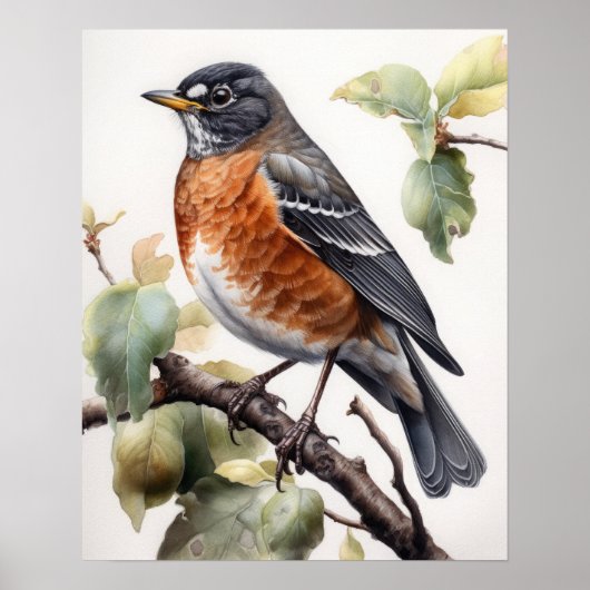 Amerikaanse Robin Bird Art Print Poster (Voorkant)