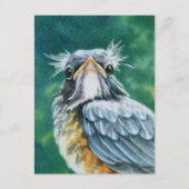 Amerikaanse Robin Bird Fledgling Waterverf Art Briefkaart (Voorkant)