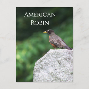 Amerikaanse Robin Bird Foto Briefkaart