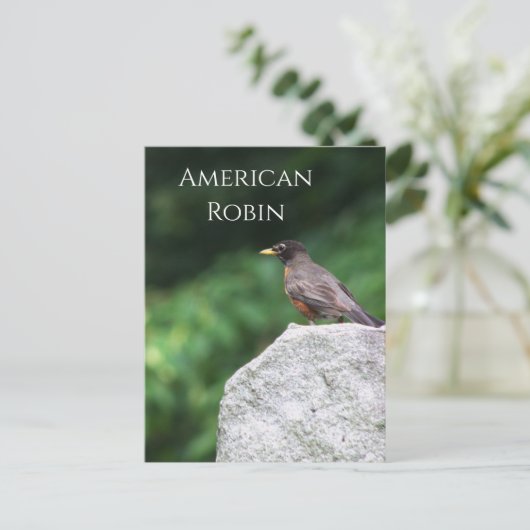 Amerikaanse Robin Bird Foto Briefkaart (Staand voorkant)