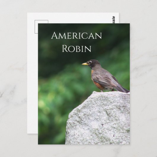 Amerikaanse Robin Bird Foto Briefkaart (Voorkant / Achterkant)