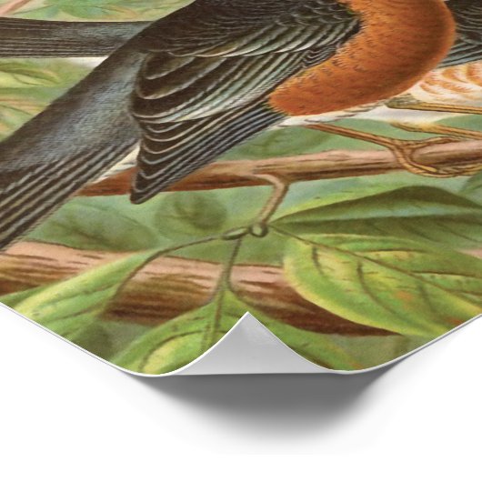 Amerikaanse Robin  Bird Illustratie Poster (Hoek)