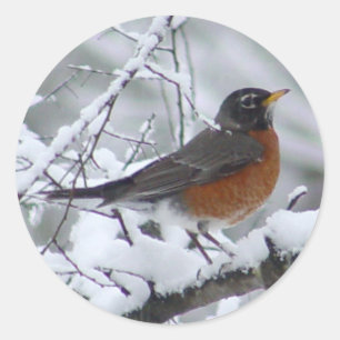 Amerikaanse Robin Bird Stickers