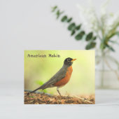 Amerikaanse Robin Briefkaart (Staand voorkant)